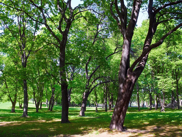 Park of linden and oak trees in spring