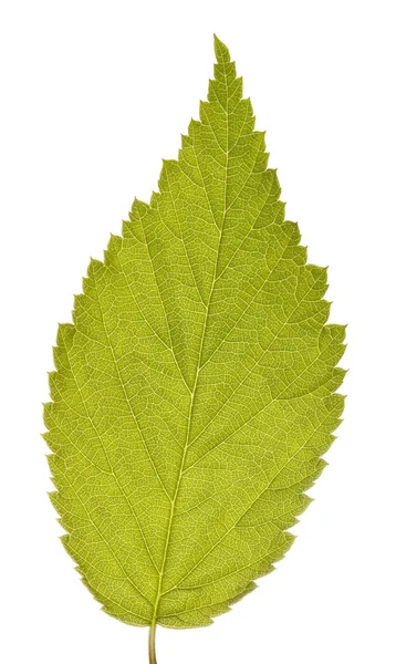 Stromové listí — Stock fotografie