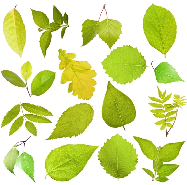 Tree leaves — Stock Photo, Image