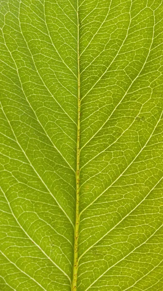 Chokberry 잎 — 스톡 사진