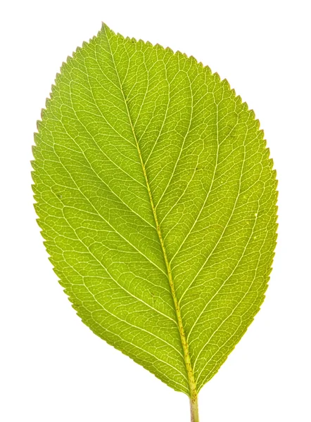 Chokeberry leaf — Stock Photo, Image
