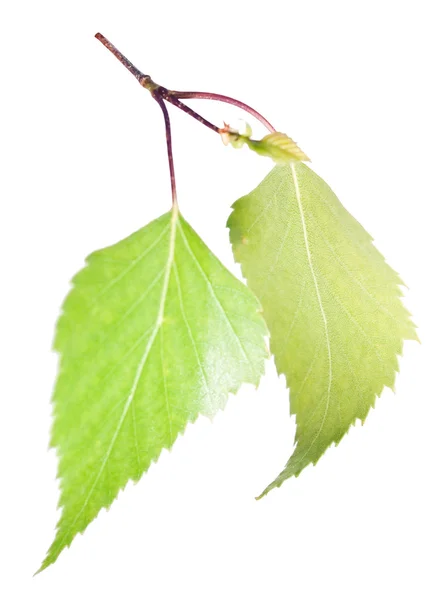 Birch leaves — Stock Photo, Image