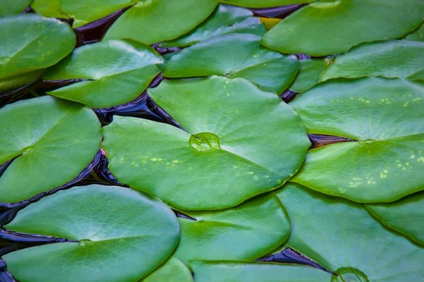 Ninfeia — Fotografia de Stock