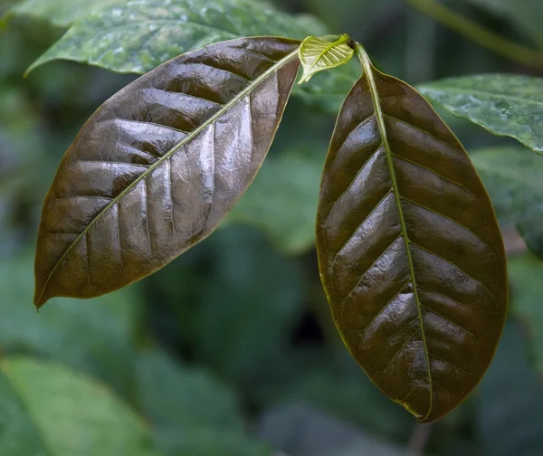 Kahve arabica ağaç — Stok fotoğraf