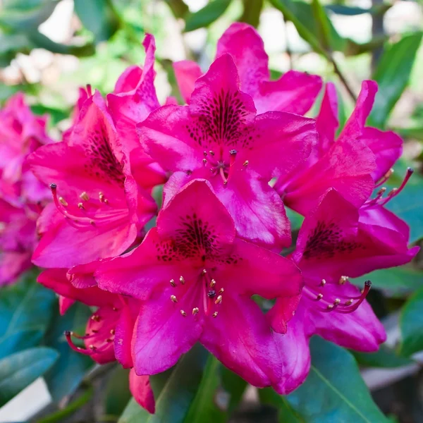 Violet rododendron — Stockfoto
