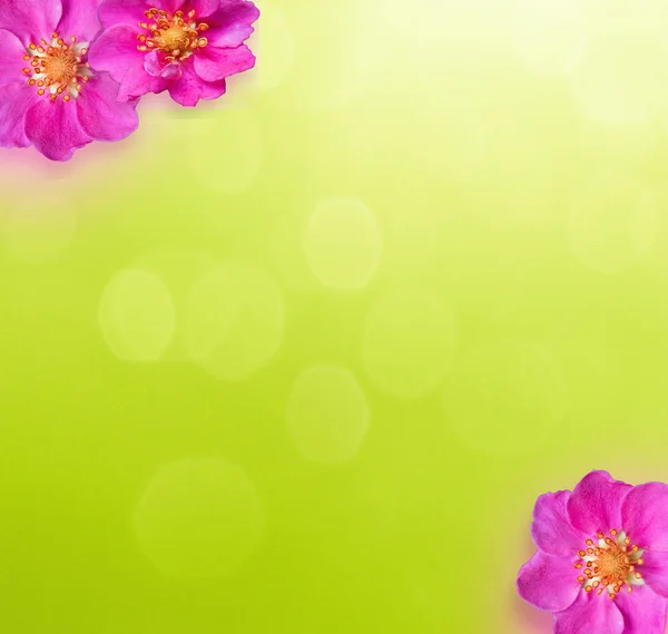 Flor abstracta sobre hierba verde —  Fotos de Stock