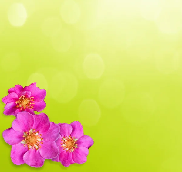 Flor abstracta sobre hierba verde — Foto de Stock