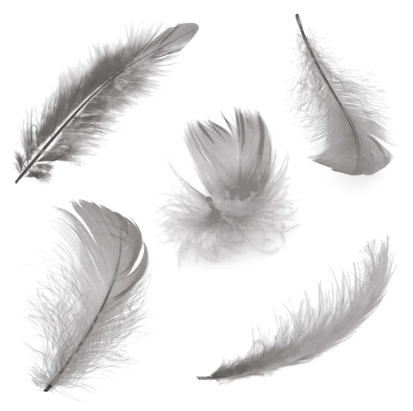 五个羽毛 — 图库照片
