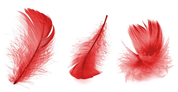 Red feather — Stock Photo, Image