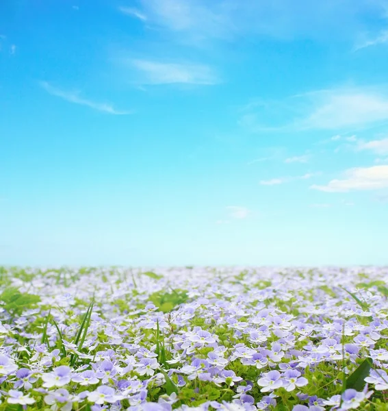 Vergeet me niet bloem veld — Stockfoto