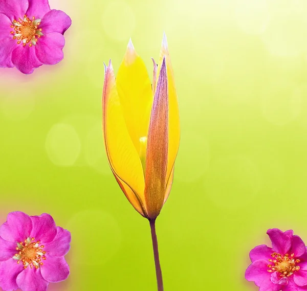 Flor abstracta sobre hierba verde — Foto de Stock