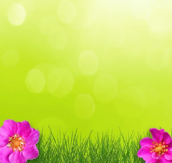 Streszczenie kwiat na zielonej trawie — Zdjęcie stockowe