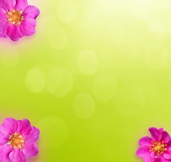 Streszczenie kwiat na zielonej trawie — Zdjęcie stockowe