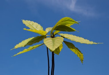 Avocado plant clipart