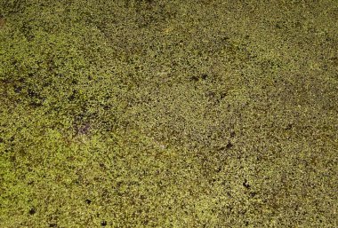 Duckweed