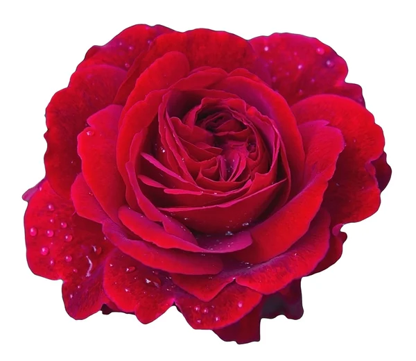 Rosa elegante — Foto de Stock
