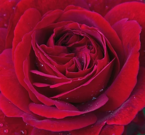 优雅的玫瑰 — 图库照片