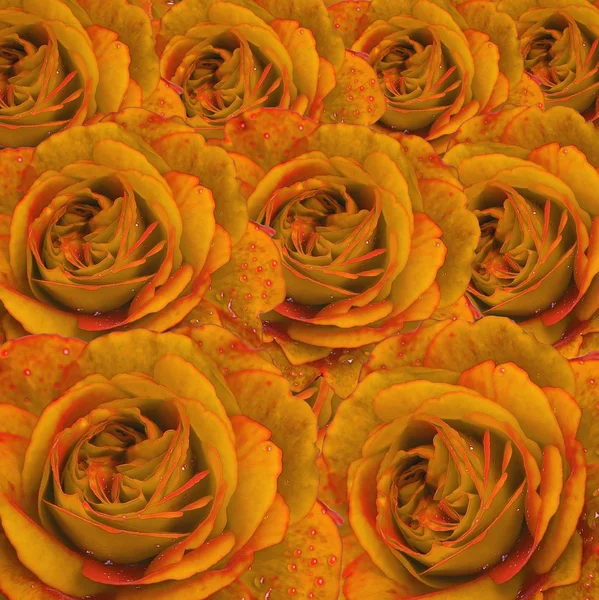 优雅的玫瑰 — 图库照片