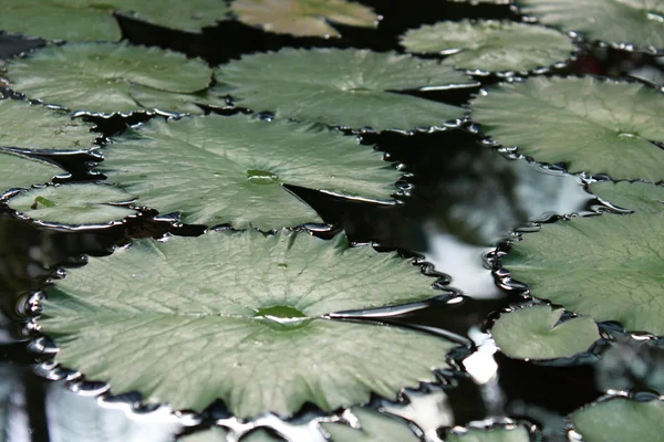 Водяная лилия — стоковое фото