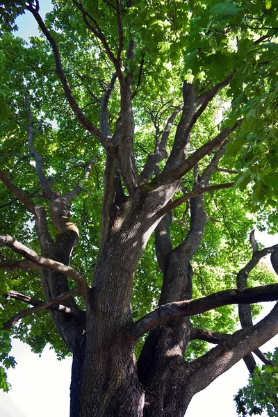 stock image Maple tree