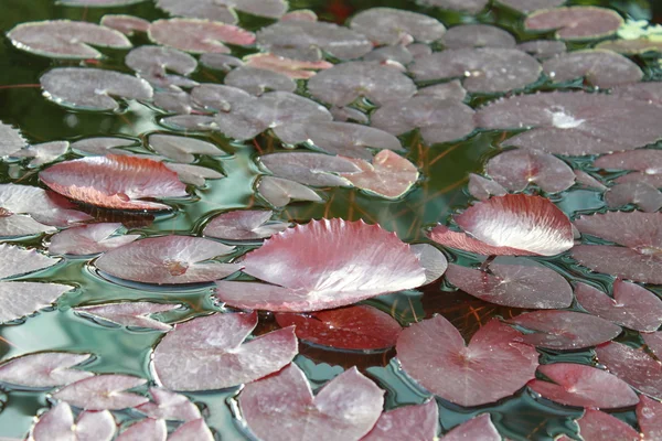 Водяная лилия — стоковое фото