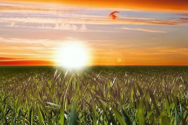 Zonsondergang in veld — Stockfoto