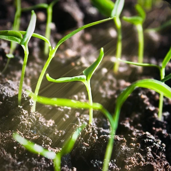 Plantage van spruiten — Stockfoto