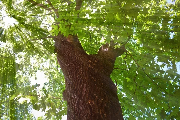 カエデの木 — ストック写真