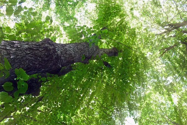 린든 나무 — 스톡 사진