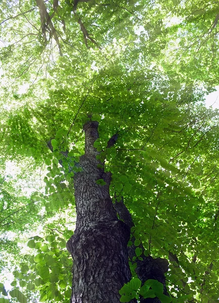 린든 나무 — 스톡 사진