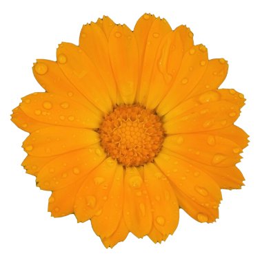 Calendula clipart