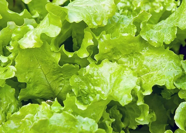 stock image Green salad