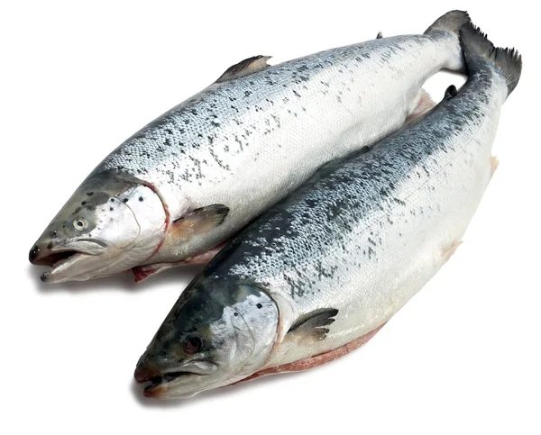 Stock image Salmon fish