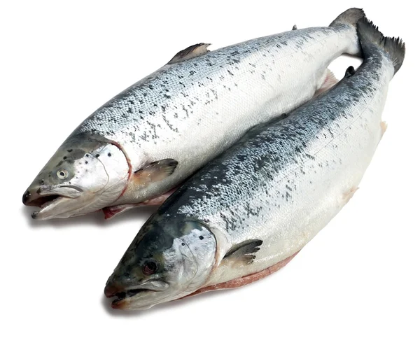 Salmon fish Royalty Free Stock Images