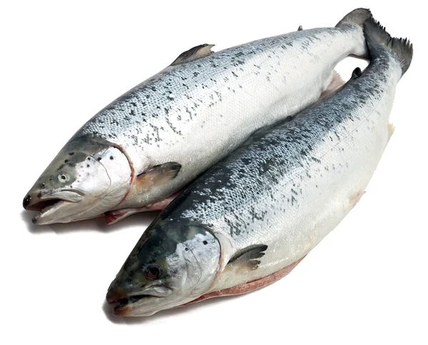 Salmon fish Stock Image