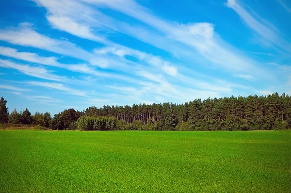 Weide in de buurt van bos — Stockfoto