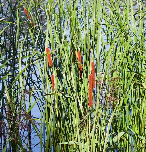 Reed. —  Fotos de Stock