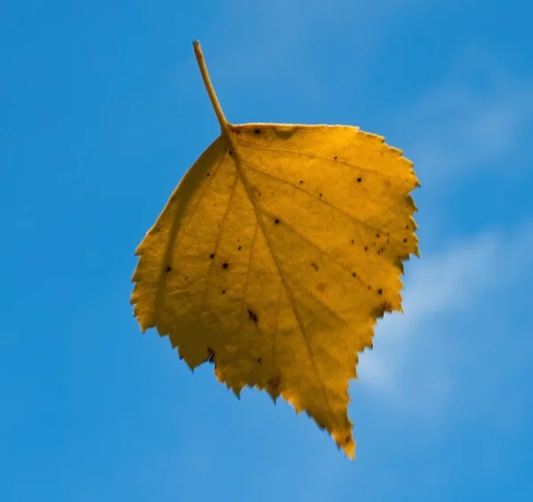 stock image Leaf fall