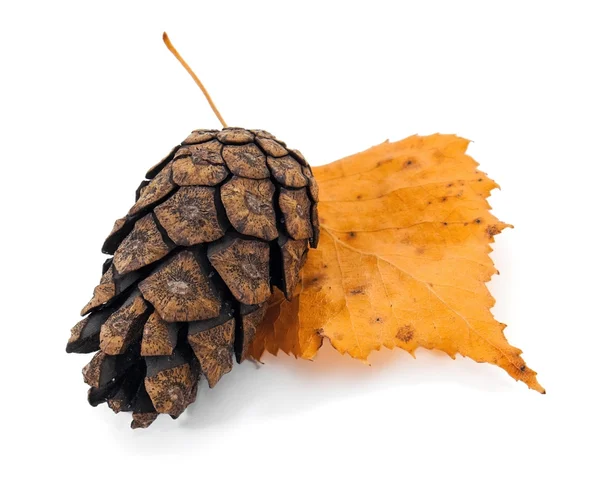 Pine cone on tree leaf — Stock Photo, Image