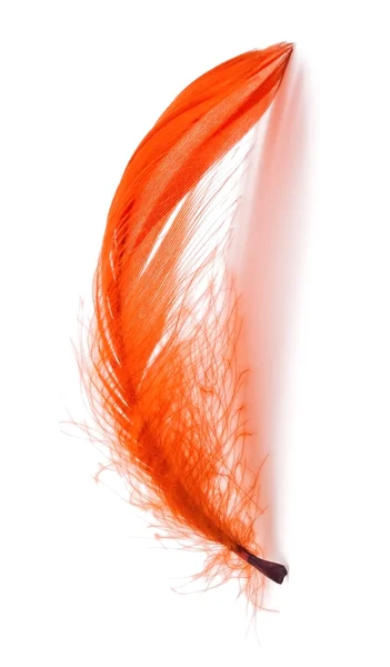 Feather — Stock Photo, Image