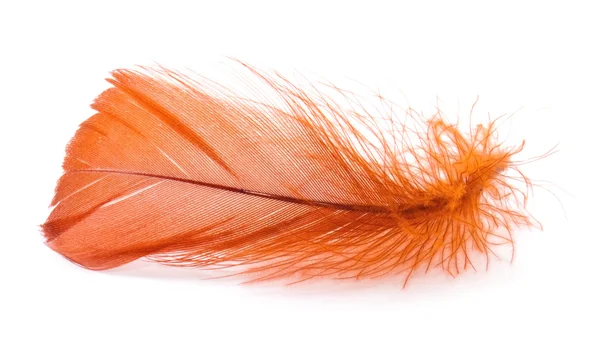 Оранжевое перо — стоковое фото