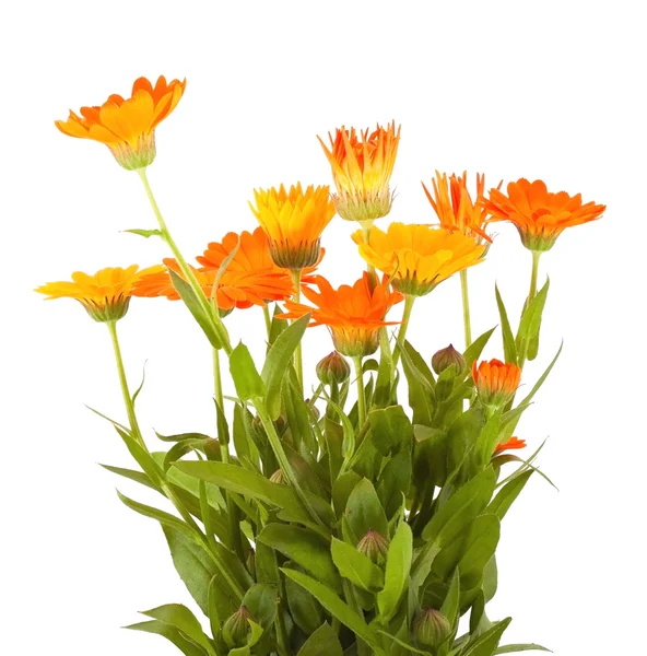 Calendula — Photo