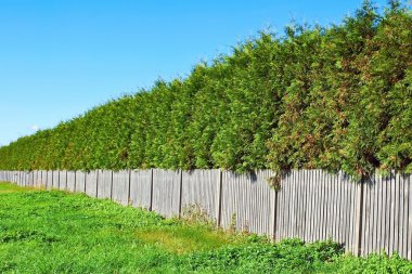 Thuja wall clipart