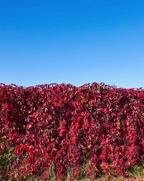 Осенняя стена — стоковое фото