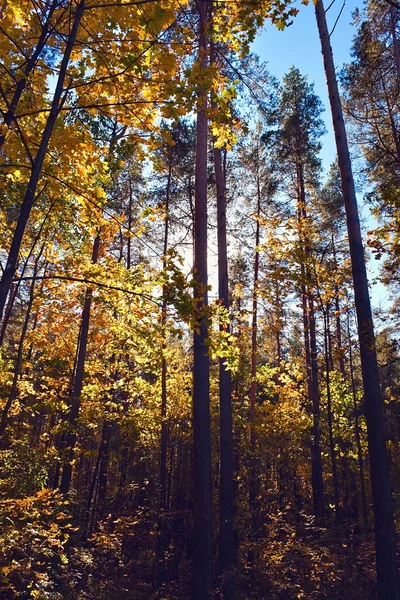 Bos in de herfst — Stockfoto