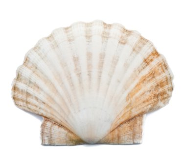 Shell clipart