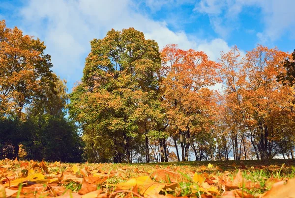 在秋天的公园 — 图库照片