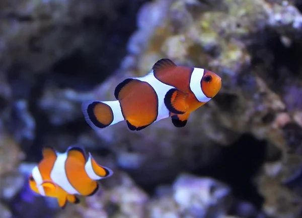 Риби-клоуна — стокове фото