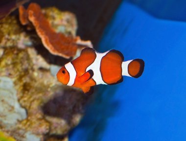 CLOWN FISH clipart