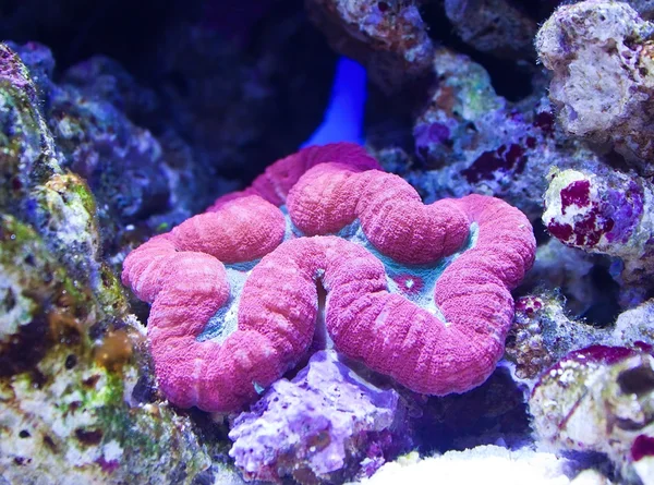 Corral in aquarium — Stock Photo, Image